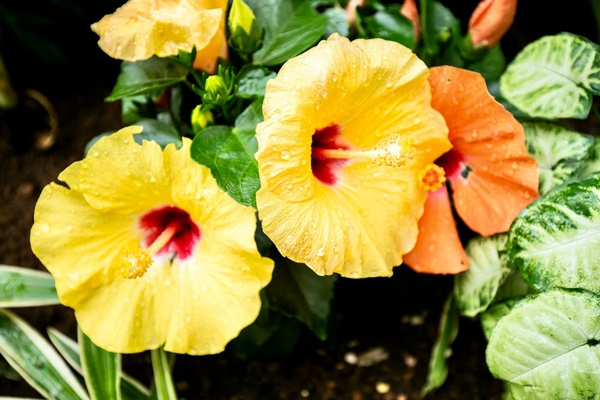 Lệ Quyên và Vũ Khắc Tiệp hé lộ thêm không gian sống thượng lưu sang chảnh và Tết ấm cúng trong biệt thự triệu đô-25