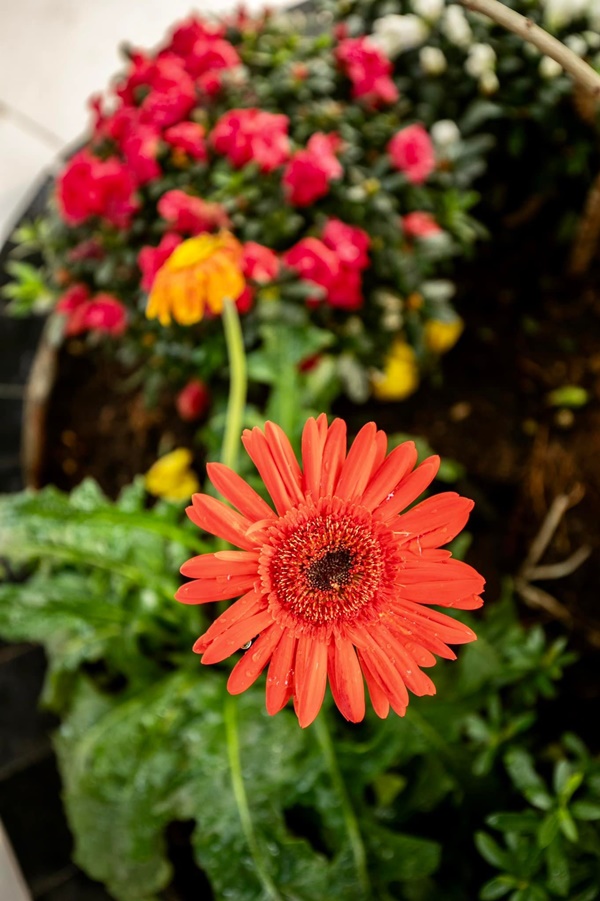 Lệ Quyên và Vũ Khắc Tiệp hé lộ thêm không gian sống thượng lưu sang chảnh và Tết ấm cúng trong biệt thự triệu đô-26