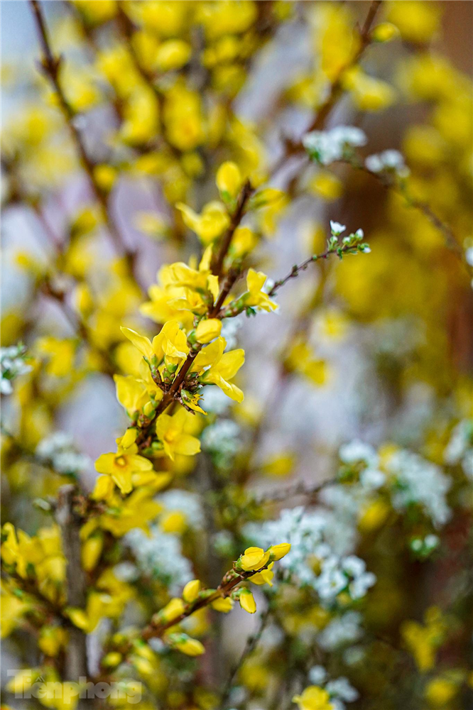 Người dân TP.HCM chi tiền triệu cho những chậu hoa nhập khẩu-8