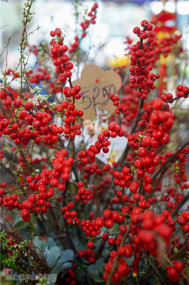 Người dân TP.HCM chi tiền triệu cho những chậu hoa nhập khẩu-9