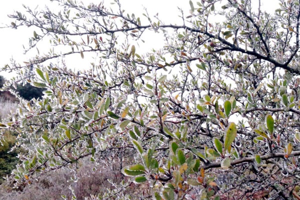 Có băng giá, mưa tuyết đêm Giao thừa-1