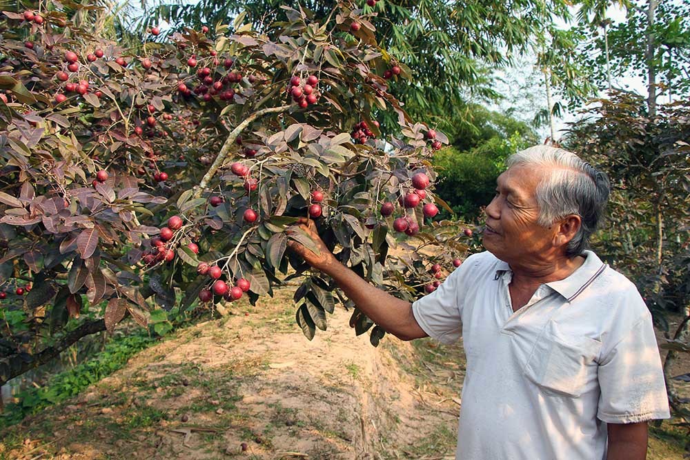 Tiết lộ bất ngờ nguồn gốc giống nhãn tím độc lạ nhất miền Tây-1