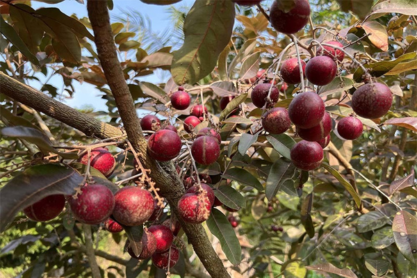 Lão nông sở hữu hai giống nhãn lạ siêu trái, bán 1,5 triệu đồng/nhánh-15