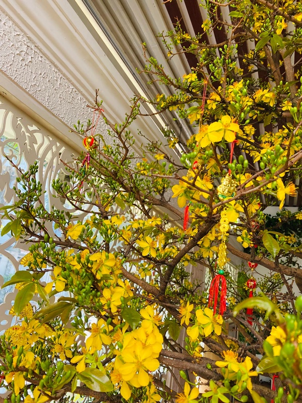 Góc nào nhà Đàm Thu Trang cũng có thể sống ảo, biệt thự hạng sang của Bảo Thy đủ các loại hoa Tết đắt tiền-18