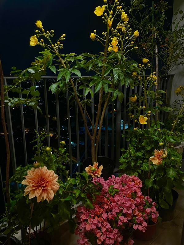 Góc nào nhà Đàm Thu Trang cũng có thể sống ảo, biệt thự hạng sang của Bảo Thy&nbsp;đủ các loại hoa Tết đắt tiền-11