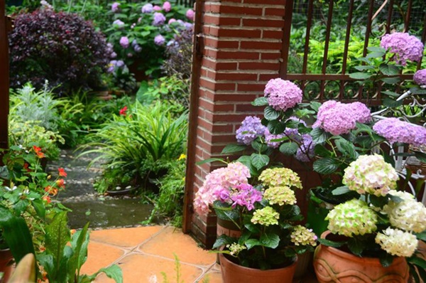 Khu vườn 50m² trong ngôi nhà cũ 18 năm tuổi khiến ai một lần ghé qua cũng phải xuýt xoa không ngớt-4