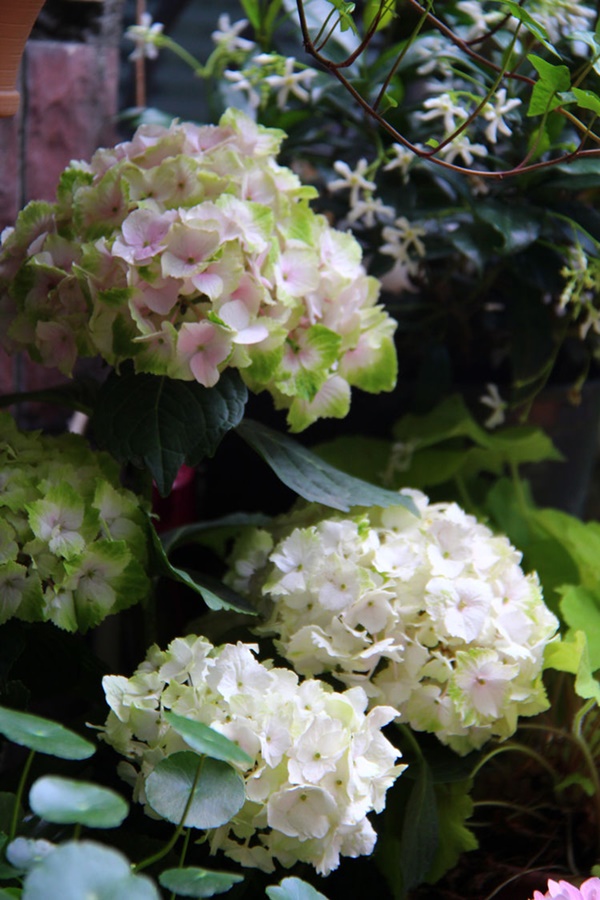 Khu vườn 50m² trong ngôi nhà cũ 18 năm tuổi khiến ai một lần ghé qua cũng phải xuýt xoa không ngớt-9