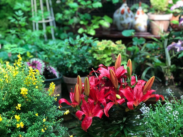 Khu vườn 50m² trong ngôi nhà cũ 18 năm tuổi khiến ai một lần ghé qua cũng phải xuýt xoa không ngớt-11