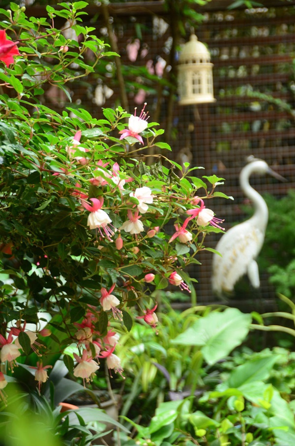 Khu vườn 50m² trong ngôi nhà cũ 18 năm tuổi khiến ai một lần ghé qua cũng phải xuýt xoa không ngớt-13