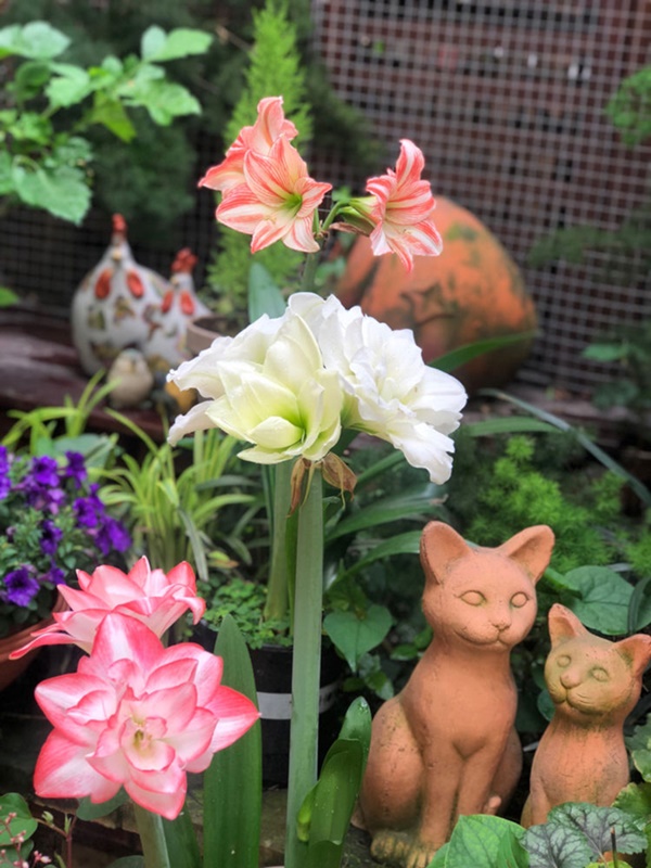 Khu vườn 50m² trong ngôi nhà cũ 18 năm tuổi khiến ai một lần ghé qua cũng phải xuýt xoa không ngớt-15