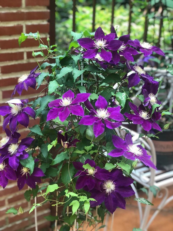 Khu vườn 50m² trong ngôi nhà cũ 18 năm tuổi khiến ai một lần ghé qua cũng phải xuýt xoa không ngớt-16