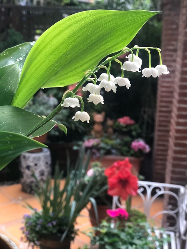 Khu vườn 50m² trong ngôi nhà cũ 18 năm tuổi khiến ai một lần ghé qua cũng phải xuýt xoa không ngớt-18