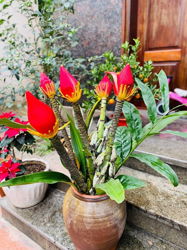 Tết này mang cả mùa xuân Tây Bắc về nhà với hoa chuối rừng đỏ tươi, độc đáo, không đủ hàng để bán-3