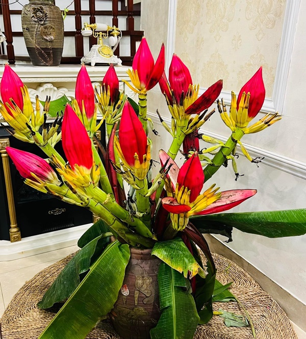 Tết này mang cả mùa xuân Tây Bắc về nhà với hoa chuối rừng đỏ tươi, độc đáo, không đủ hàng để bán-4