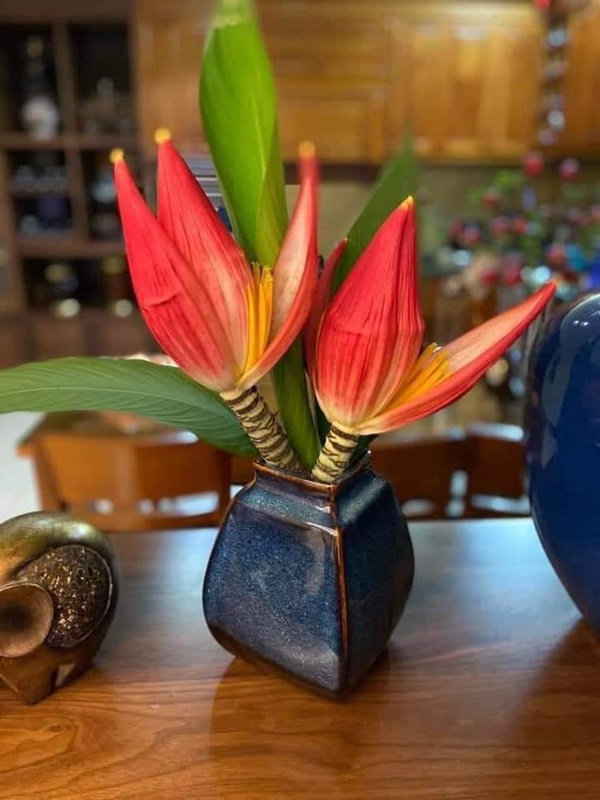 Tết này mang cả mùa xuân Tây Bắc về nhà với hoa chuối rừng đỏ tươi, độc đáo, không đủ hàng để bán-5