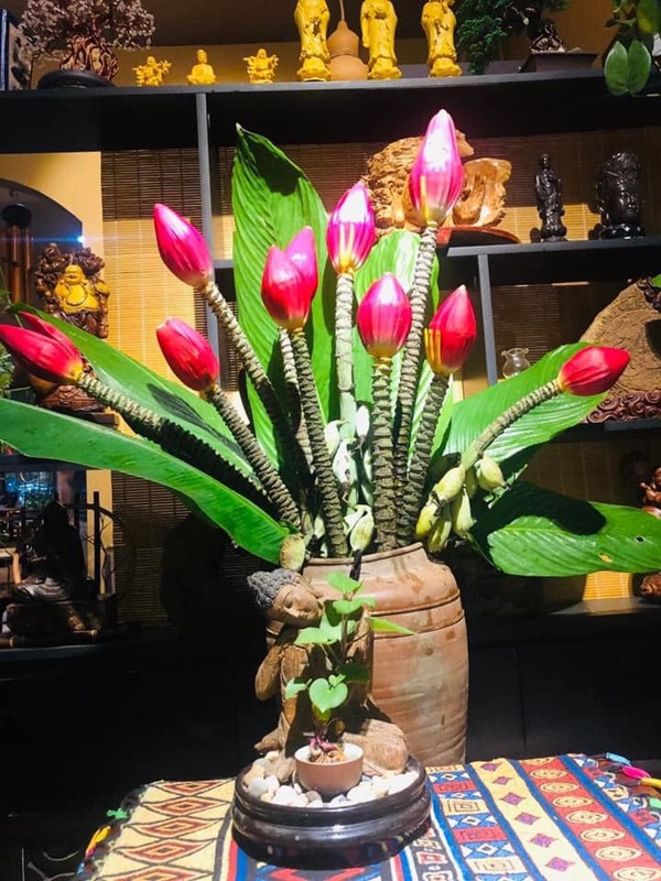 Tết này mang cả mùa xuân Tây Bắc về nhà với hoa chuối rừng đỏ tươi, độc đáo, không đủ hàng để bán-6