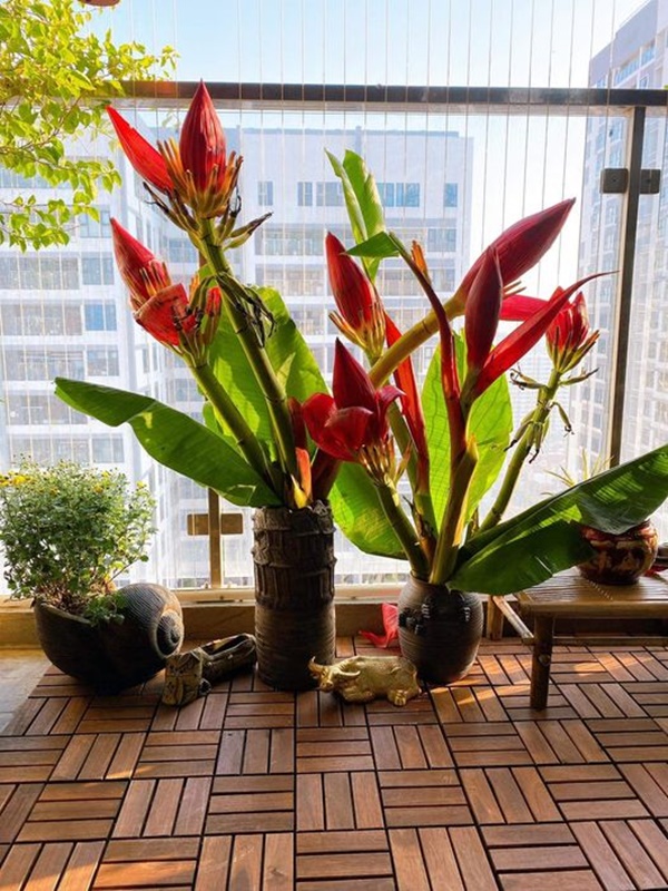 Tết này mang cả mùa xuân Tây Bắc về nhà với hoa chuối rừng đỏ tươi, độc đáo, không đủ hàng để bán-7