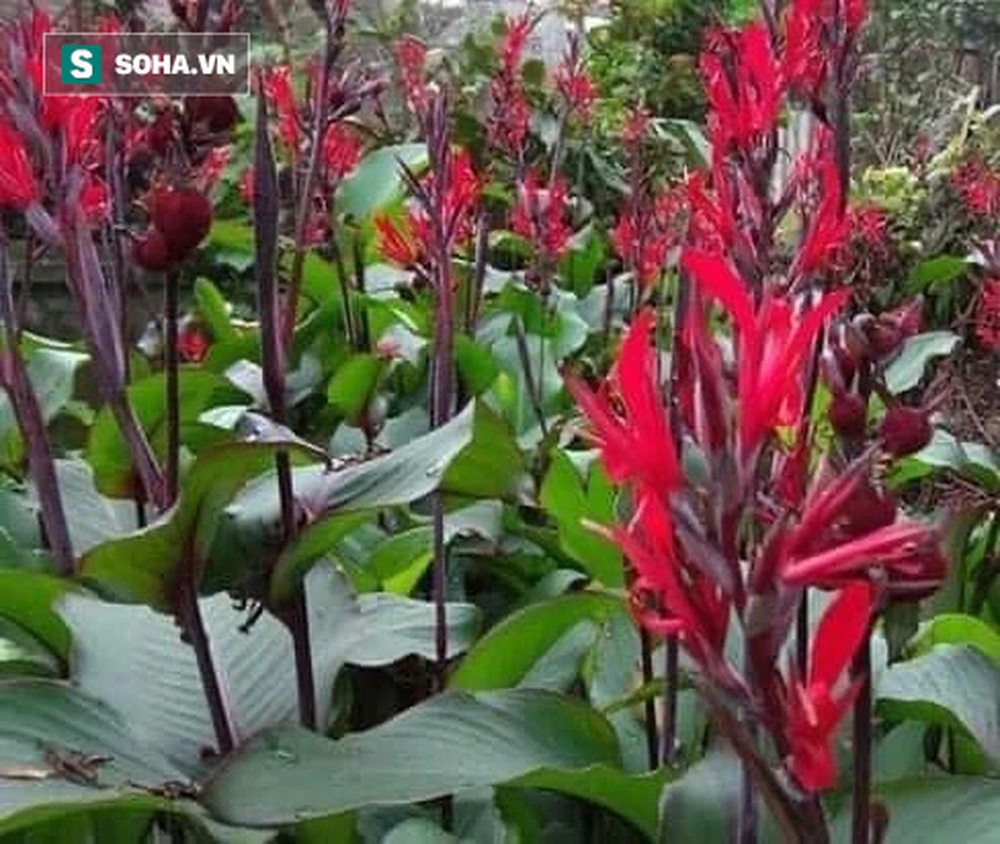 Thứ cây mọc hoang dùng ngừa bệnh nhồi máu cơ tim cực tốt: Mọc nhiều ở núi đá vôi Việt Nam-1