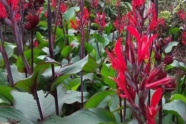 Dù nam hay nữ nếu thấy 2 dấu hiệu trên cơ thể thì gan nhiễm mỡ đã tấn công bạn, chế độ ăn cần có 6 thực phẩm sau để hút mỡ trong gan, làm sạch gan tốt nhất-7