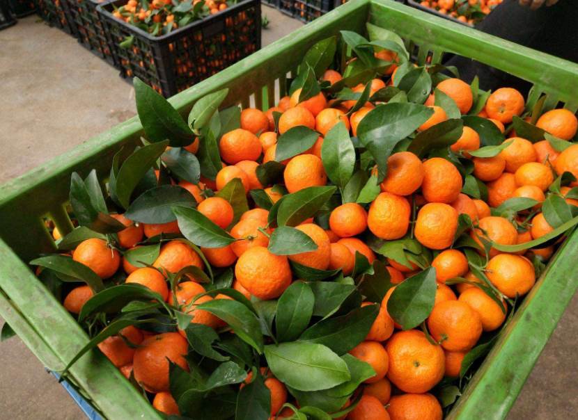 Hãy cẩn thận khi chọn cam canh để cúng Khai Hạ, muốn biết mẹo hay đọc ngay bài viết này cũng chưa muộn-2