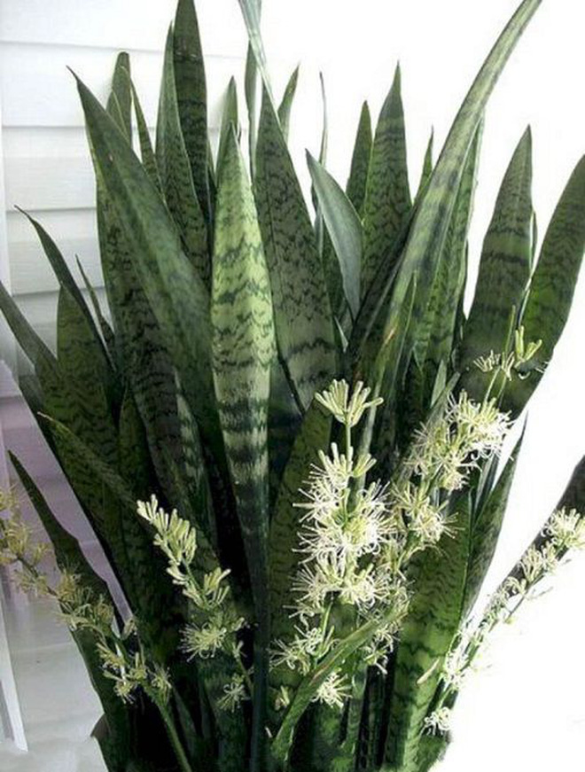 5 loại cây chục năm chẳng thấy nở hoa, nhưng đã nở là có điềm cho gia chủ-1