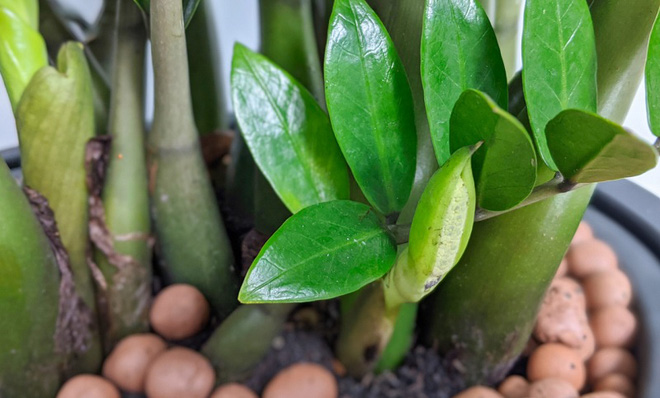 5 loại cây chục năm chẳng thấy nở hoa, nhưng đã nở là có điềm cho gia chủ-4