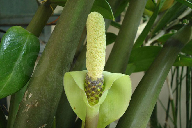 5 loại cây chục năm chẳng thấy nở hoa, nhưng đã nở là có điềm cho gia chủ-5