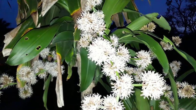 5 loại cây chục năm chẳng thấy nở hoa, nhưng đã nở là có điềm cho gia chủ-8
