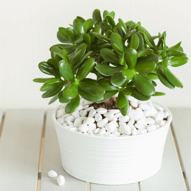 5 loại cây chục năm chẳng thấy nở hoa, nhưng đã nở là có điềm cho gia chủ-9