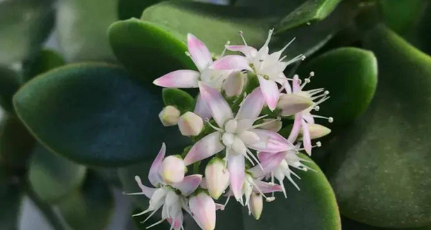 5 loại cây chục năm chẳng thấy nở hoa, nhưng đã nở là có điềm cho gia chủ-10