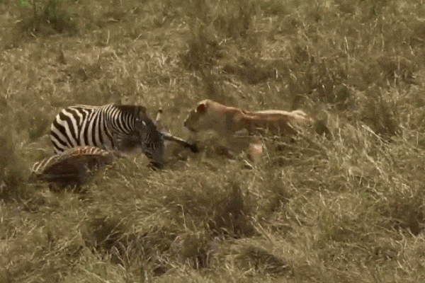 Clip: Sư tử vồ ngã, kéo lê người đàn ông trên đất và cái kết gay cấn-1