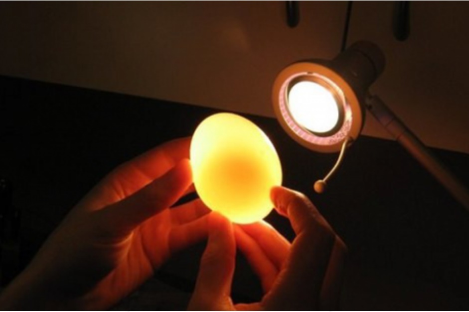 Mua trứng gà đừng tham mà chọn quả to, đây mới là quả trứng tươi ngon lại sạch nhất-2