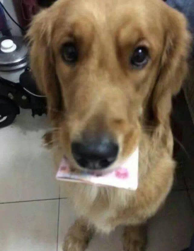 Chó Golden tha về nhà tờ tiền 100 tệ, chủ vừa nhận lấy đã tái mặt: Lập tức báo cảnh sát!-1