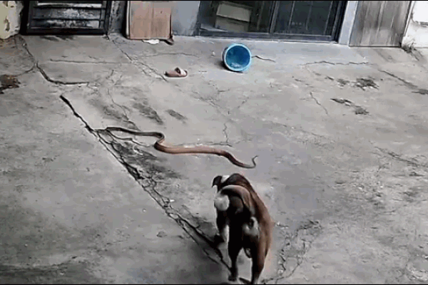 Clip: Rắn độc hung hăng tấn công chó ngay trong sân nhà dân