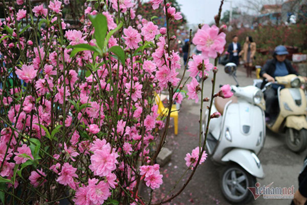 Thương vợ vất vả mấy ngày Tết-1