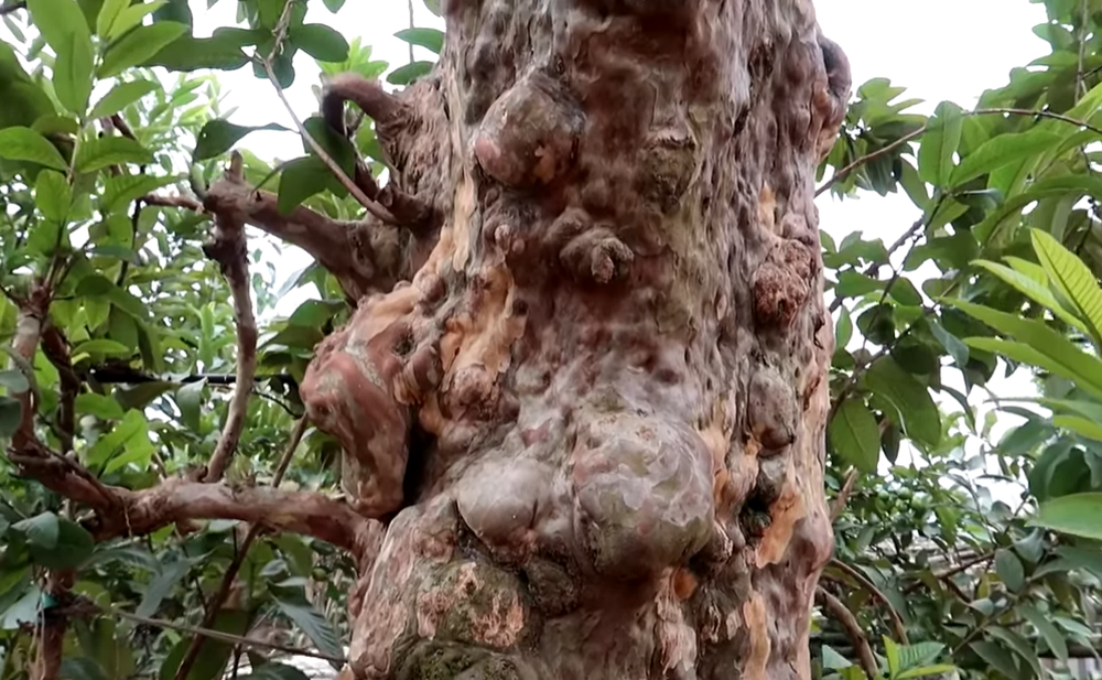 Cây ổi lạ rao bán 15 tỷ khiến dân mạng thốt lên: Ngáo giá, tiền đâu phải lá đa lá mít-3