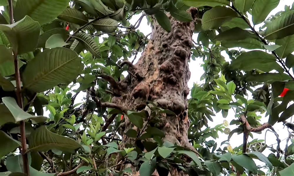 Cây ổi lạ rao bán 15 tỷ khiến dân mạng thốt lên: Ngáo giá, tiền đâu phải lá đa lá mít-4