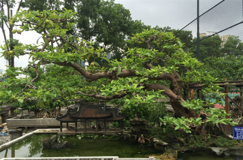 Cây ổi lạ rao bán 15 tỷ khiến dân mạng thốt lên: Ngáo giá, tiền đâu phải lá đa lá mít-6