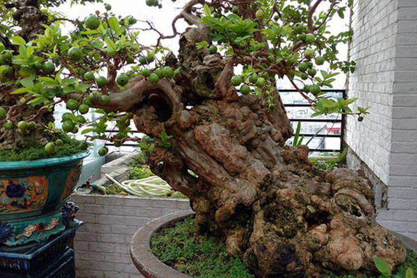 Cận cây ổi dáng thế lạ, đại gia sẵn sàng xuống tay tiền tỷ để mang về-3