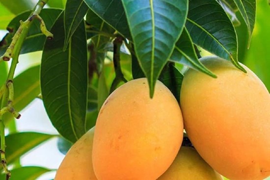 Loại cây quen thuộc quét sạch cholesterol, tốt cho gan và thận nhưng ít ai biết để dùng