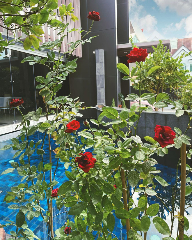 Được chu cấp 10 tỷ/tháng, bà hoàng Hermes có thú vui làm vườn trong dinh thự 63 triệu đô, ấp ủ nuôi 1 con công hơn trăm triệu-11