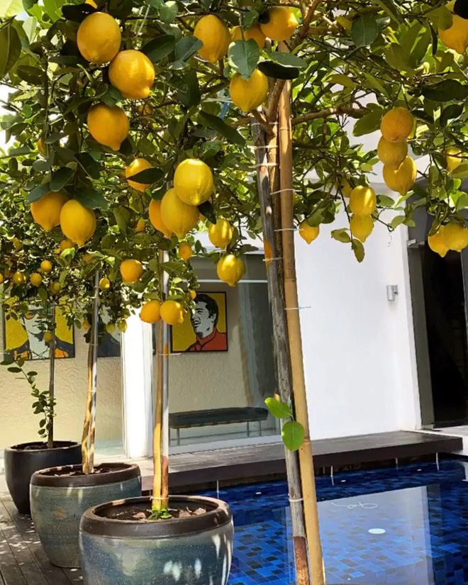 Được chu cấp 10 tỷ/tháng, bà hoàng Hermes có thú vui làm vườn trong dinh thự 63 triệu đô, ấp ủ nuôi 1 con công hơn trăm triệu-8