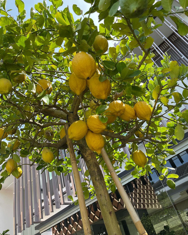 Được chu cấp 10 tỷ/tháng, bà hoàng Hermes có thú vui làm vườn trong dinh thự 63 triệu đô, ấp ủ nuôi 1 con công hơn trăm triệu-9