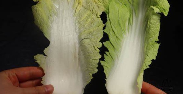 Mua cải thảo nên chọn loại vàng hay xanh? Có một sự khác biệt lớn nếu biết sẽ không mua nhầm-2