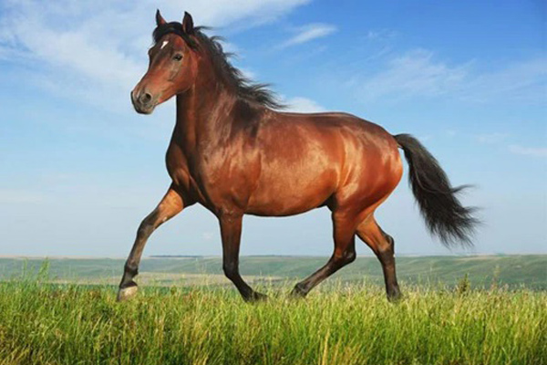 Từ mùng 10 Tết trở đi, 4 con giáp chính thức hết khổ, tài lộc dồi dào, làm gì cũng thuận-3