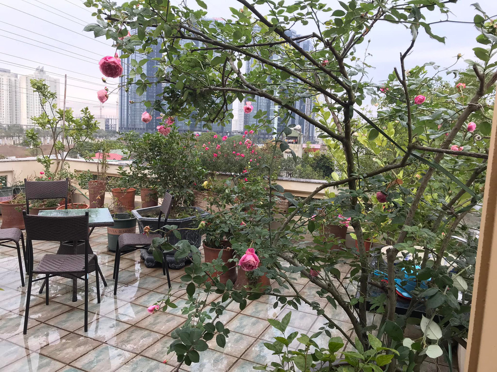 Ngôi nhà có thiết kế đặc biệt của vợ chồng NSND Lê Khanh ở Tây Hồ-4