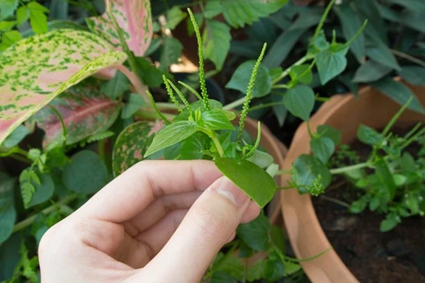 Loại rau mọc dại ở Việt Nam nhưng sang Nhật bán giá cắt cổ vì chống ung thư, hạ đường huyết tốt nhưng có 2 kiểu người cần phải tránh ăn-4