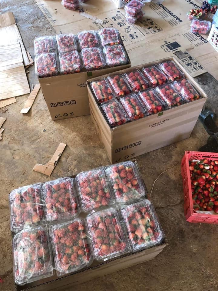 Dâu tây Mộc Châu nhuộm đỏ chợ mạng, loại rẻ nhất giá chỉ 110k/kg-1