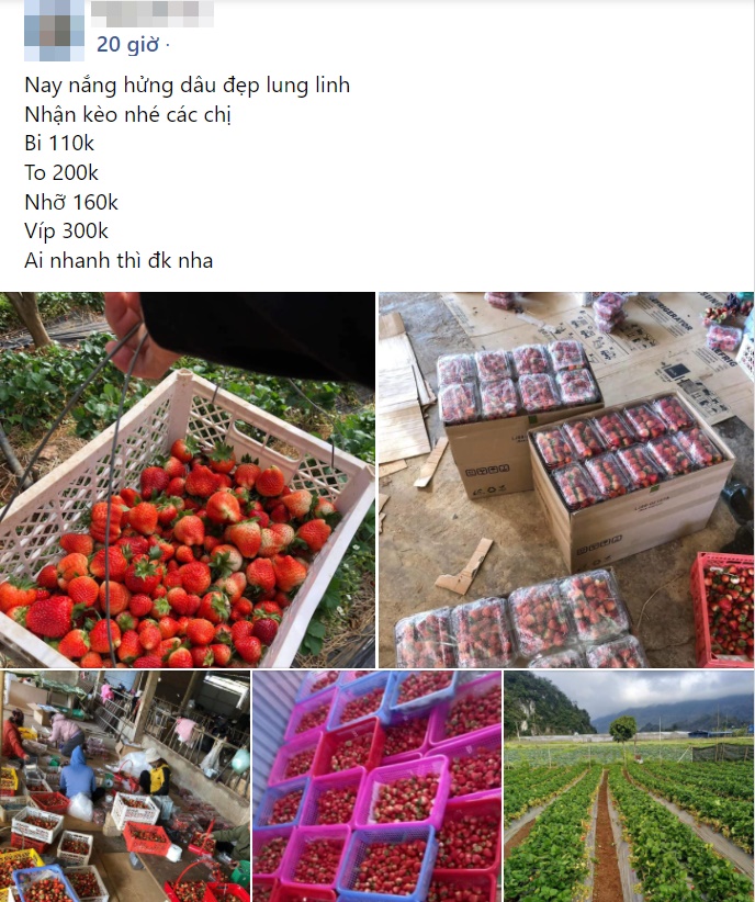 Dâu tây Mộc Châu nhuộm đỏ chợ mạng, loại rẻ nhất giá chỉ 110k/kg-2