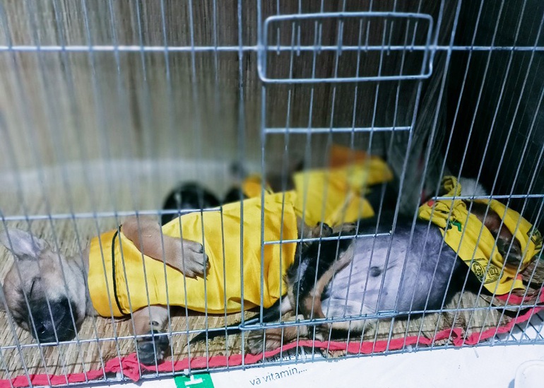 Cuộc sống khác thường của người đàn ông gây dựng lại đàn chó bị tiêu hủy-2